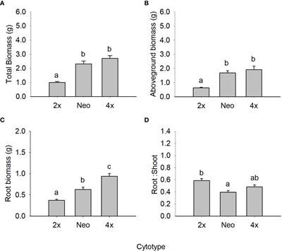 Impact of genome duplications in drought tolerance and distribution of the diploid-tetraploid Jasione maritima